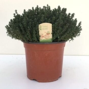 THYMUS FAUSTINI 18