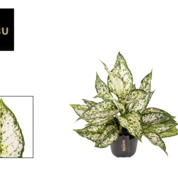 Aglaonema White Kiwi