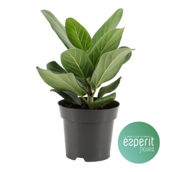 Ficus Audrey
