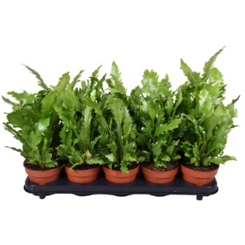 Asplenium Campio
