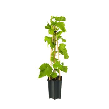 Vitis 'Supaga' +light label