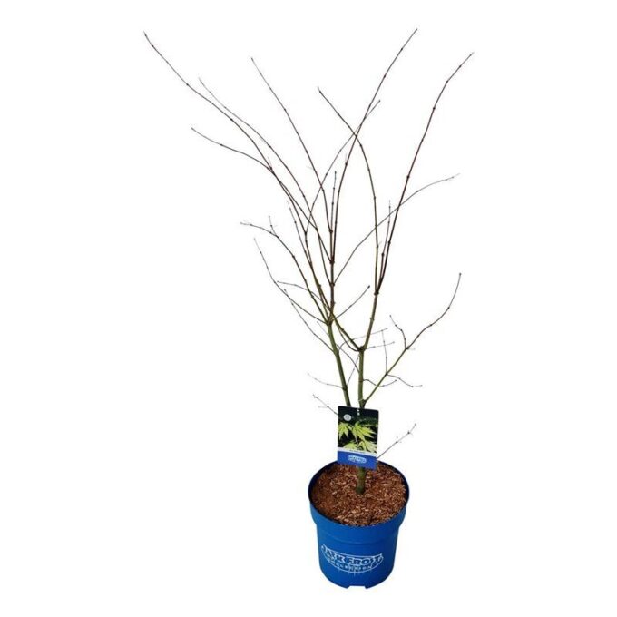 Acer Arctic Jade ®