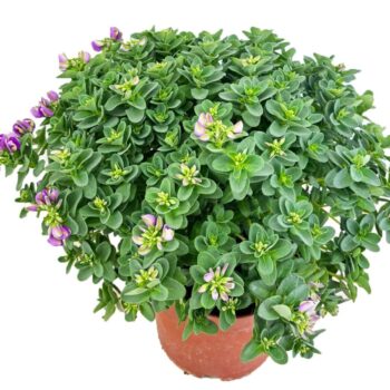 Polygala bibi pink