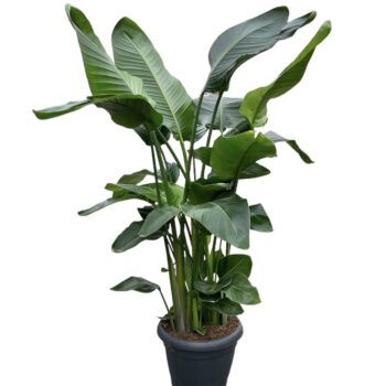 Strelitzia Nicolai 35 9 STEKKEN!!