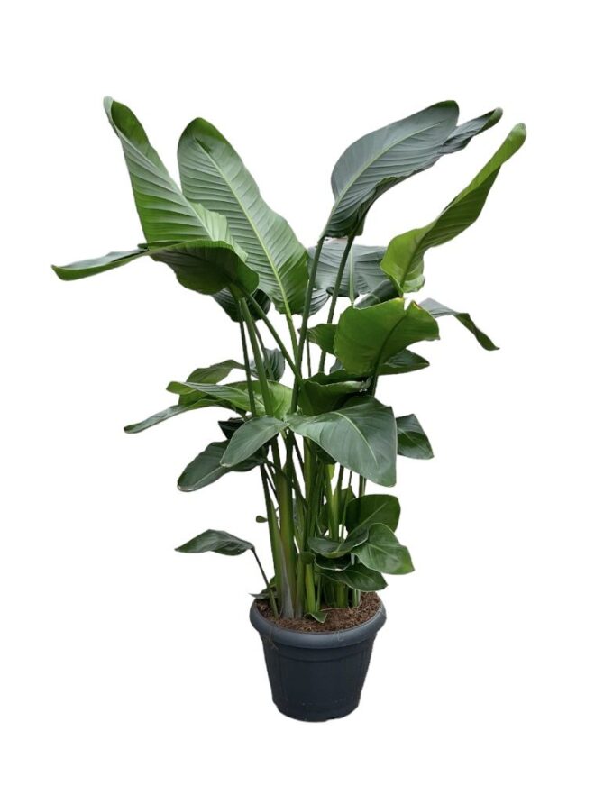 Strelitzia Nicolai 35 9 STEKKEN!!