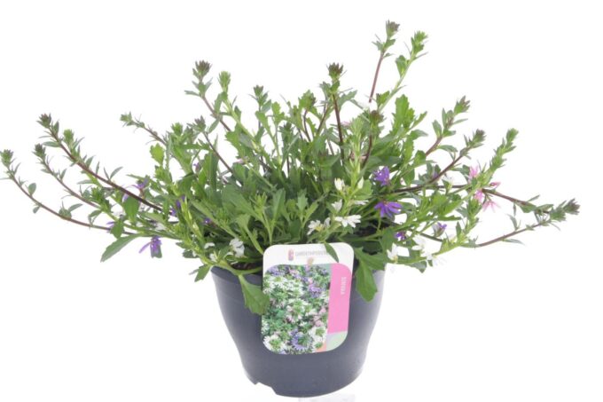Scaevola aemula mix in pot