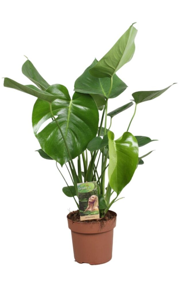 Monstera Deliciosa