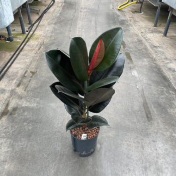 Ficus Elastica Abidjan