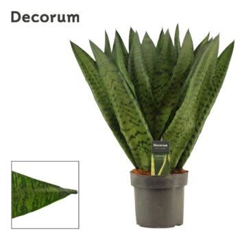 Sansevieria Zeylanica Fan