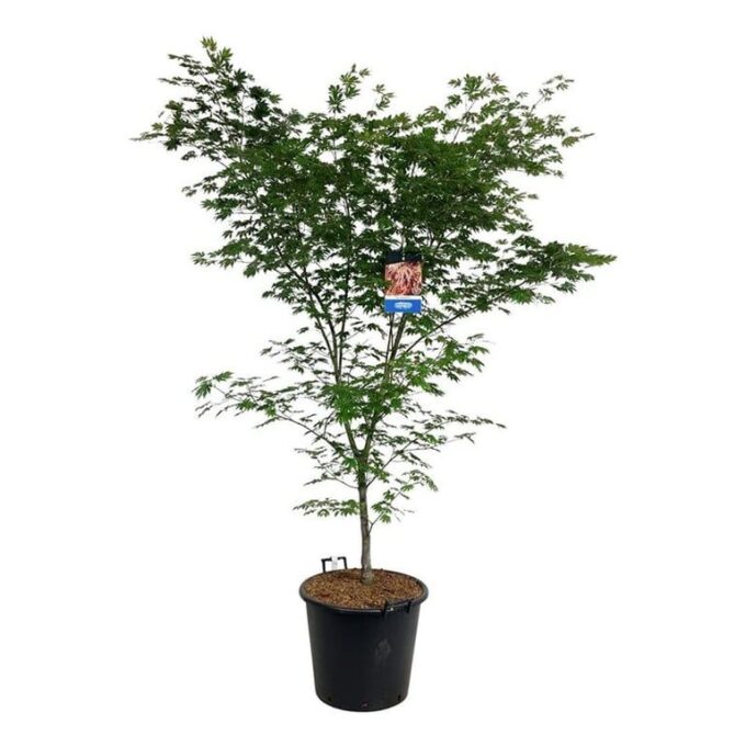 Acer North Wind ®
