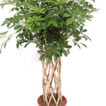 Schefflera arboricola 'Compacta'