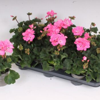 Pelargonium Zonale Anne Pink