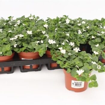 Bacopa Sutera White Showers