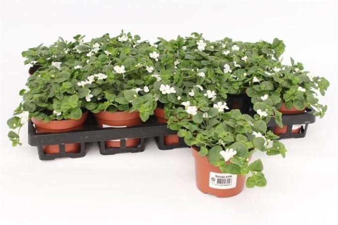 Bacopa Sutera White Showers