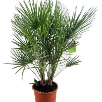Chamaerops humilis
