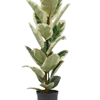 Ficus elastica 'Tineke' 1pp