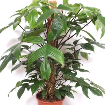 Philodendron pedatum