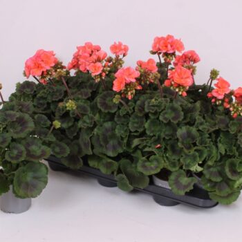 Pelargonium Zonale Montevideo