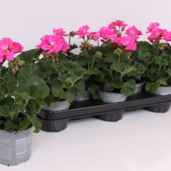 Pelargonium Zonale Tessa