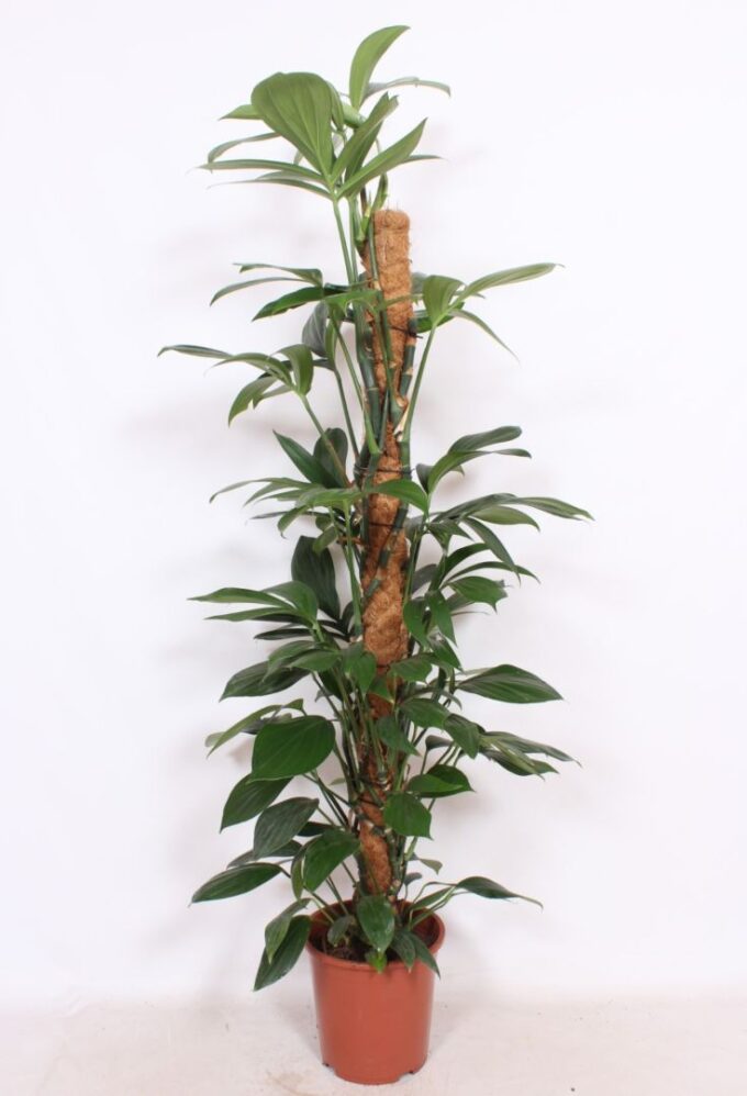 Philodendron Dragon Tail