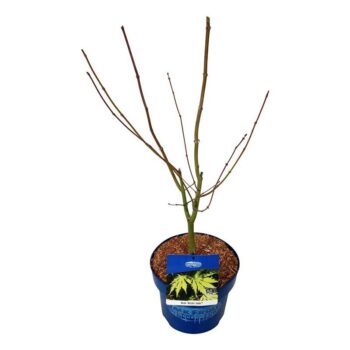Acer Arctic Jade ®