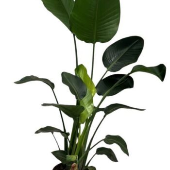 Strelitzia Nicolai