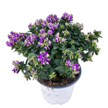 Polygala bibi pink