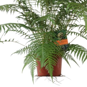 Dicksonia Antarctica