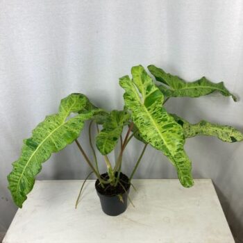 Philodendron Paraiso Verde Variegata