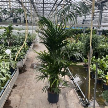 Howea Forsteriana