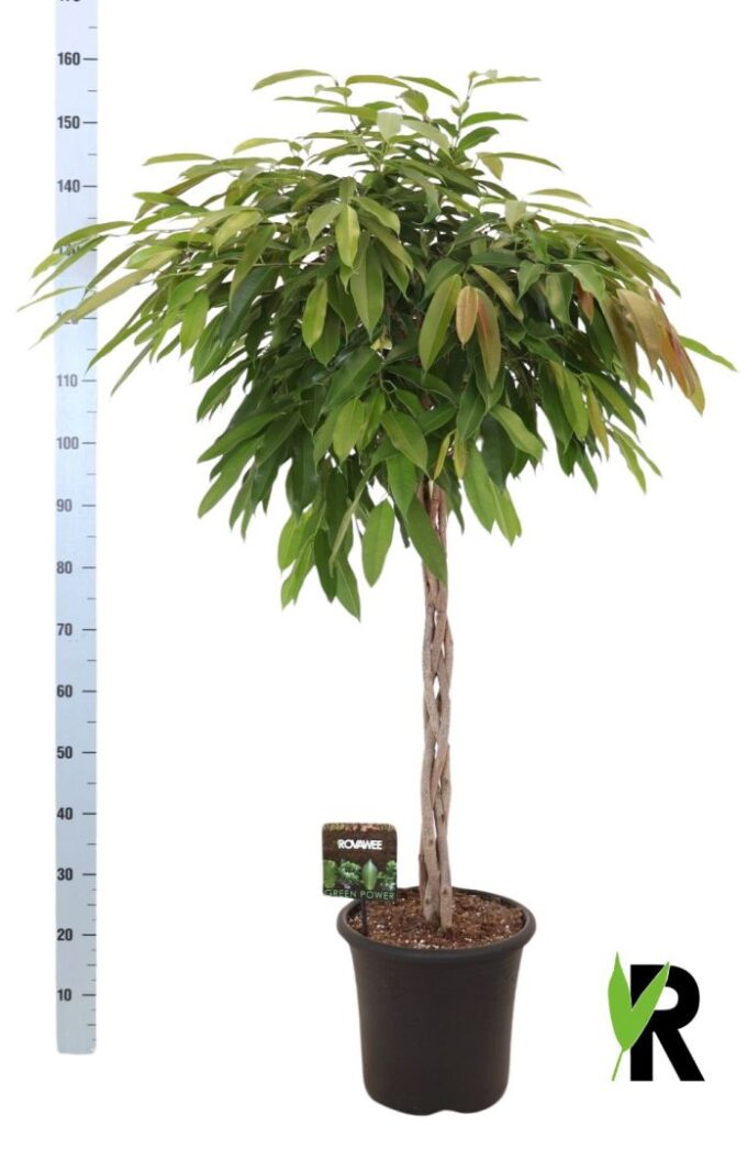 Ficus Amstel King