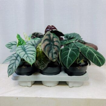Alocasia Luxe Beginda Mix