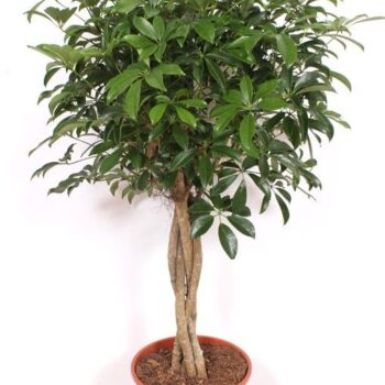 Schefflera arboricola 'Compacta'
