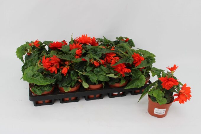 Begonia Tenella Orange