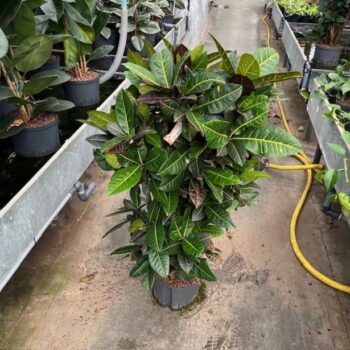 Croton petra