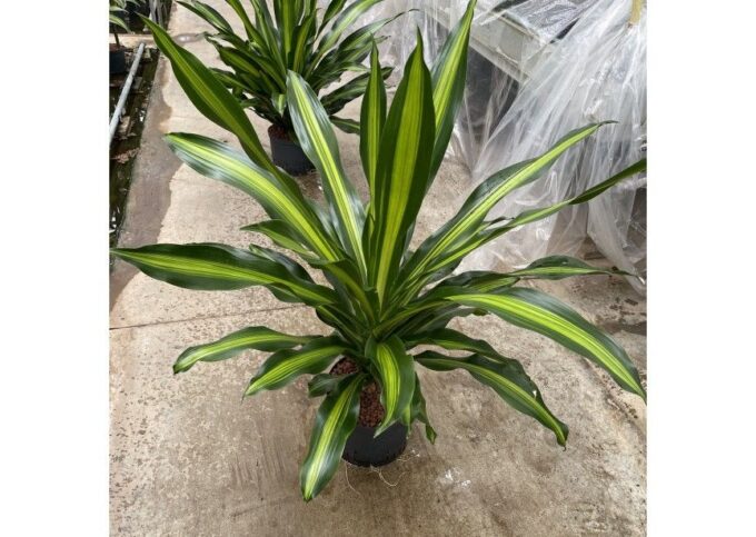 Dracaena Burley