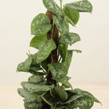 Scindapsus Pictus Trebie