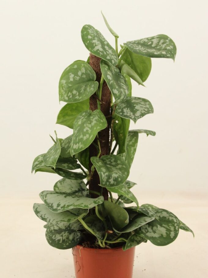 Scindapsus Pictus Trebie