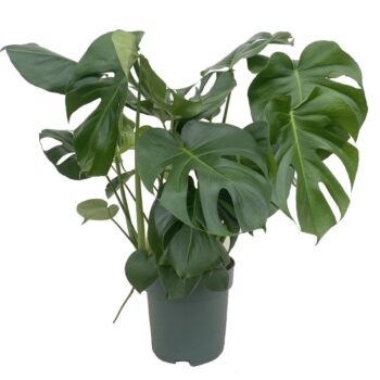 Monstera Deliciosa