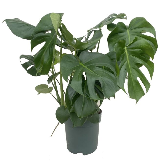Monstera Deliciosa