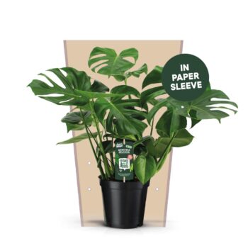 Monstera Deliciosa