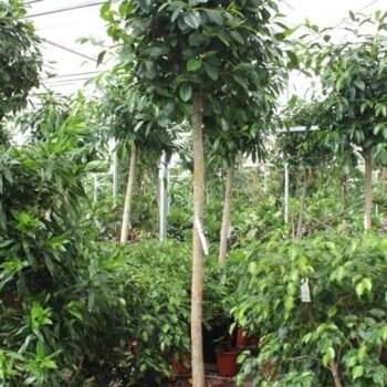 Ficus Australis