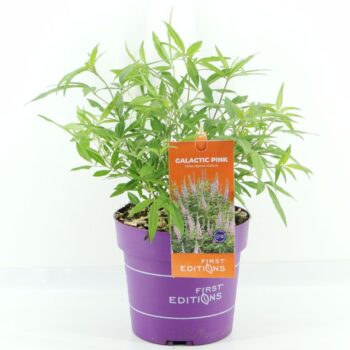 Vitex agn. Galactic Pink (First Editions®)