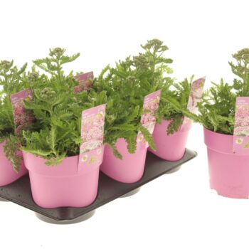 Achillea Milly Rock Rose
