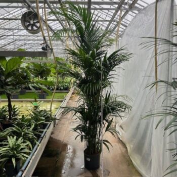 Howea Forsteriana