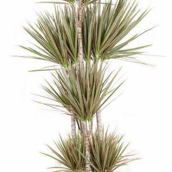 Dracaena Bicolor
