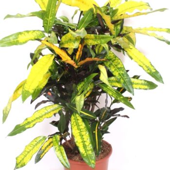 Codiaeum Mango