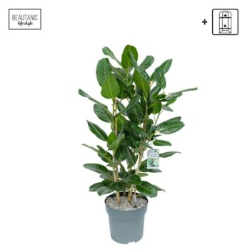 Ficus Altissima
