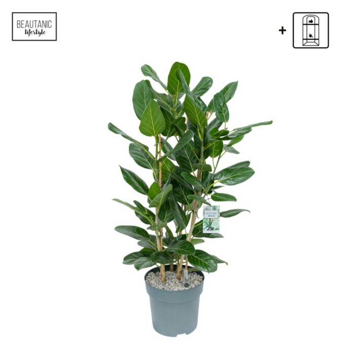 Ficus Altissima