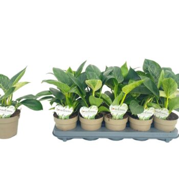 Philodendron White Wave